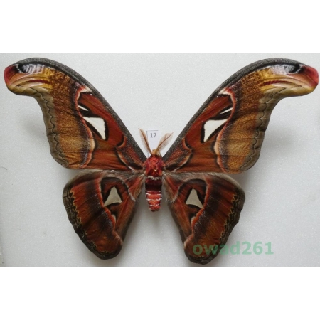 Attacus atlas Linnaeus, 1758 male ex. ovo Thailand 164mm17